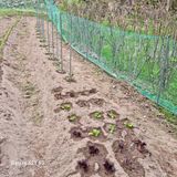 팜모닝 토마토·영농일지 게시글 이미지