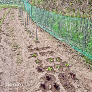 영자님의 토마토 · 영농일지 작성글 사진