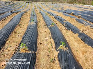 최병천님의 기타작물 · 영농일지 작성글 사진