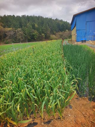 오이8898황산면님의 마늘 · 영농일지 작성글 사진