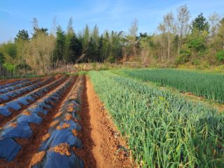 김형수님의 기타작물 · 영농일지 작성글 사진