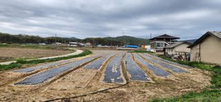 조성현님의 기타작물 · 영농일지 작성글 사진