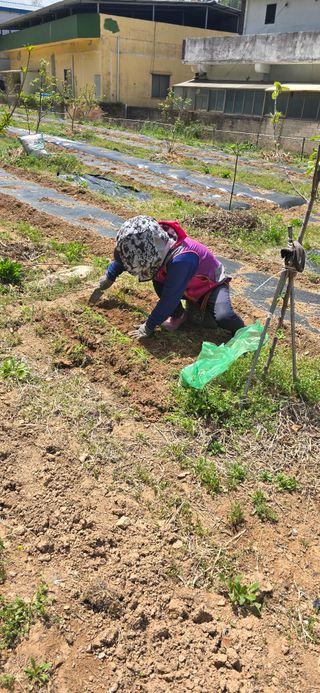돌복숭아님의 기타작물 · 영농일지 작성글 사진