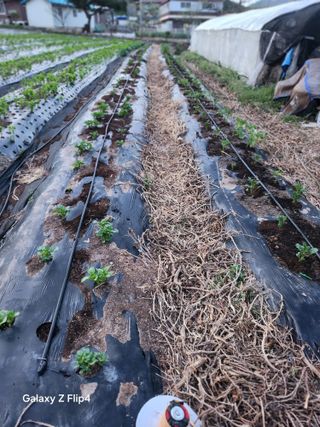 송명석님의 감자 · 영농일지 작성글 사진