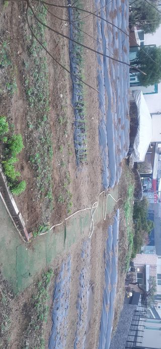 양승숙 (承光)님의 기타작물 · 영농일지 작성글 사진