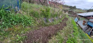 달맛햇복숭아농원님의 복숭아 · 영농일지 작성글 사진