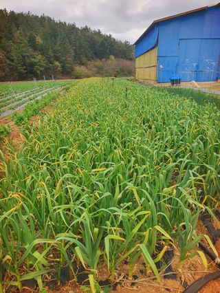 오이8898황산면님의 마늘 · 영농일지 작성글 사진