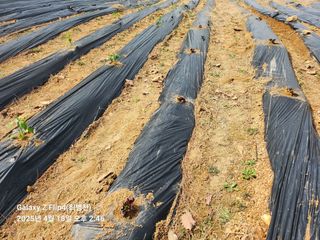 최병천님의 기타작물 · 영농일지 작성글 사진