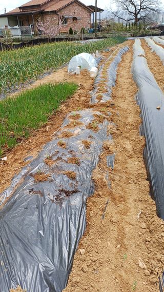 박순덕님의 마늘 · 영농일지 작성글 사진