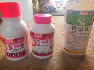 오이8898황산면님의 마늘 · 영농일지 작성글 사진