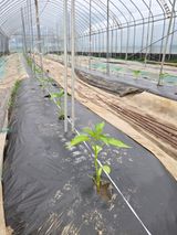 팜모닝 고추·영농일지 게시글 이미지