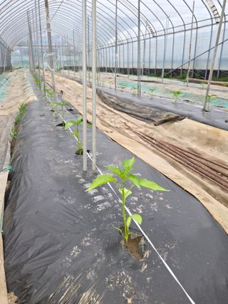 김재일님의 고추 · 영농일지 작성글 사진