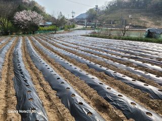 정창훈님의 옥수수 · 영농일지 작성글 사진