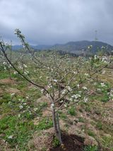 팜모닝 기타작물·영농일지 게시글 이미지