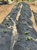 팜모닝 감자·영농일지 게시글 이미지