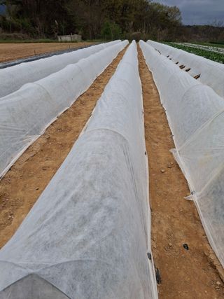 윤영숙소화데레사님의 기타작물 · 영농일지 작성글 사진