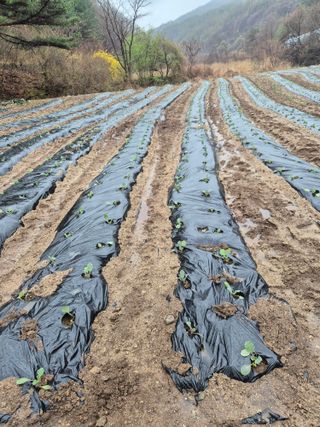 왕자농원님의 기타작물 · 영농일지 작성글 사진