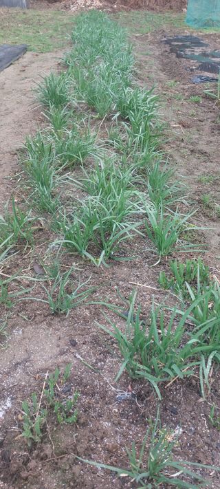 Blackbear님의 기타작물 · 영농일지 작성글 사진