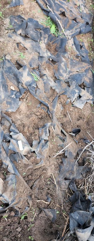 스마일00님의 기타작물 · 영농일지 작성글 사진