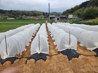 김균율님의 고추 · 영농일지 작성글 사진
