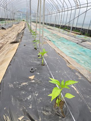 김재일님의 고추 · 영농일지 작성글 사진