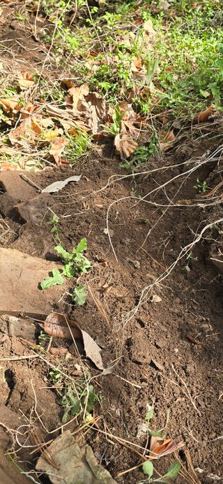 돌복숭아님의 기타작물 · 영농일지 작성글 사진