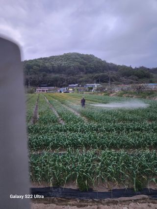 박종권님의 마늘 · 영농일지 작성글 사진