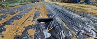 종합선물세트님의 기타작물 · 영농일지 작성글 사진