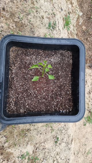 권혁렬님의 기타작물 · 영농일지 작성글 사진