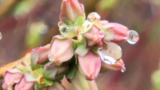 여우내 이순홍님의 블루베리 · 영농일지 작성글 사진