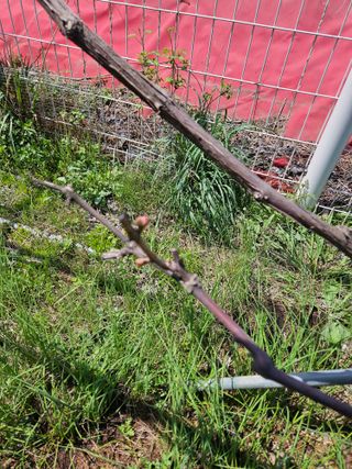 김재현님의 블루베리 · 영농일지 작성글 사진