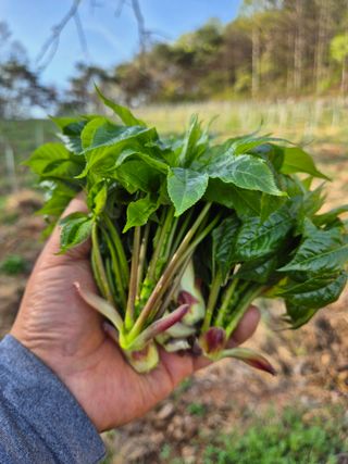 강인규님의 기타작물 · 영농일지 작성글 사진