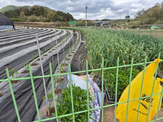 착한농부 안병하님의 기타작물 · 영농일지 작성글 사진