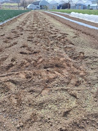 마늘25328님의 기타작물 · 영농일지 작성글 사진