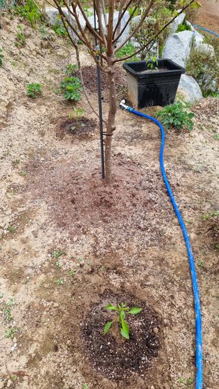 권혁렬님의 기타작물 · 영농일지 작성글 사진