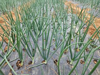 김기만님의 기타작물 · 영농일지 작성글 사진