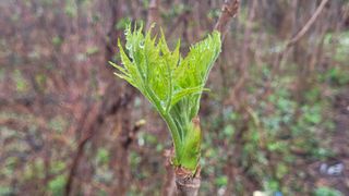 여우내 이순홍님의 블루베리 · 영농일지 작성글 사진