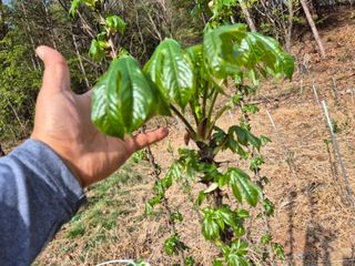 강인규님의 기타작물 · 영농일지 작성글 사진