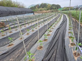 착한농부 안병하님의 기타작물 · 영농일지 작성글 사진