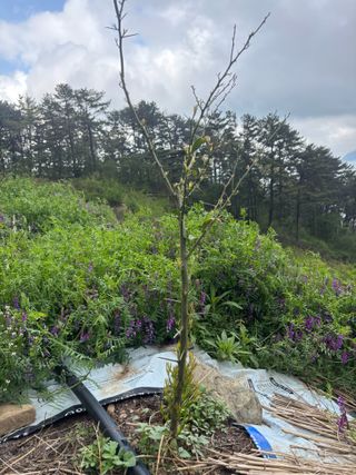 백민곤님의 기타작물 · 영농일지 작성글 사진
