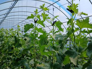 정기훈님의 기타작물 · 영농일지 작성글 사진