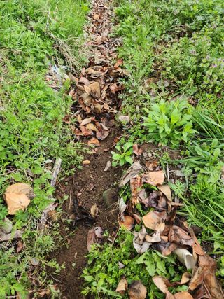 밀양달콤팜님의 기타작물 · 영농일지 작성글 사진