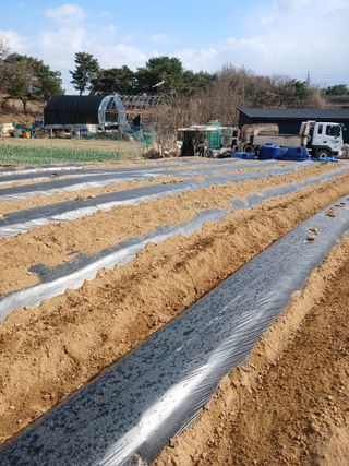 표고버섯8364님의 고추 · 영농일지 작성글 사진