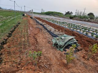 강창원님의 기타작물 · 영농일지 작성글 사진