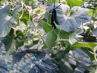 정기훈님의 기타작물 · 영농일지 작성글 사진