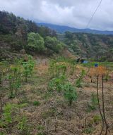 팜모닝 기타작물·영농일지 게시글 이미지