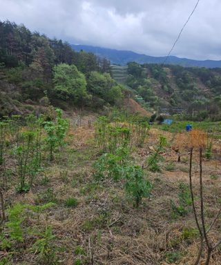 멧돼지님의 기타작물 · 영농일지 작성글 사진