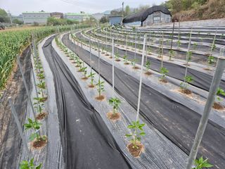착한농부 안병하님의 기타작물 · 영농일지 작성글 사진