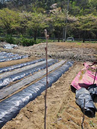 김재현님의 블루베리 · 영농일지 작성글 사진