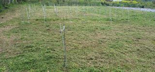 박종화님의 기타작물 · 영농일지 작성글 사진